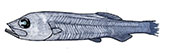 Bathytroctes-michaelsarsi_01.jpg