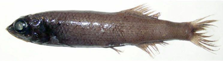 Bathytroctes-microlepis-_04.jpg