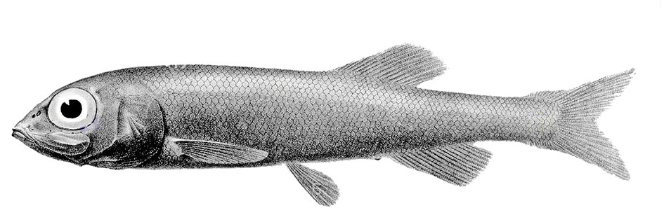 Bathytroctes-microlepis_01.jpg
