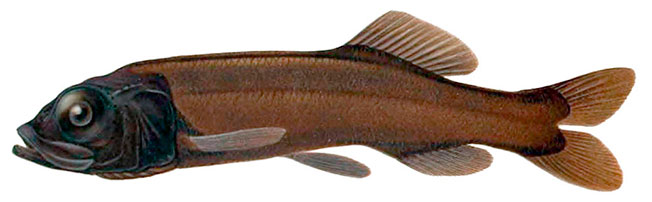 Bathytroctes-microlepis_02.jpg