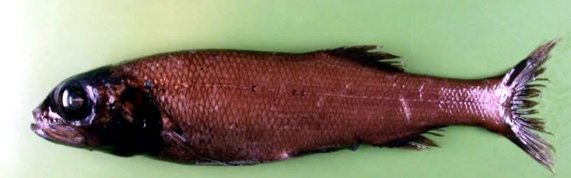 Bathytroctes-microlepis_03.jpg