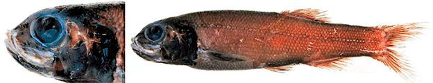 Bathytroctes-microlepis_09.jpg