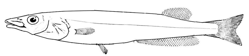 Conocara-macropterum_0001.jpg
