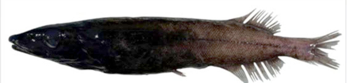 Conocara-murrayi_02.jpg