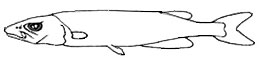 Conocara_claves.jpg