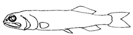 Herwigia-_claves.jpg