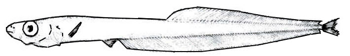 Leptoderma-macrops_00001.jpg