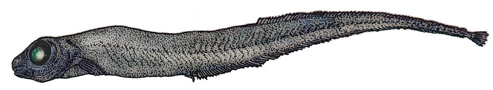 Leptoderma-macrops_001.jpg