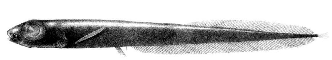Leptoderma-macrops_02.jpg