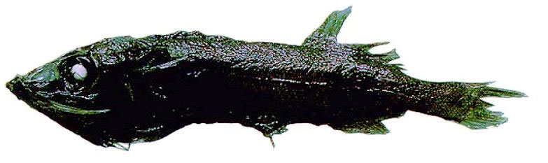Maulisia-mauli_03.jpg