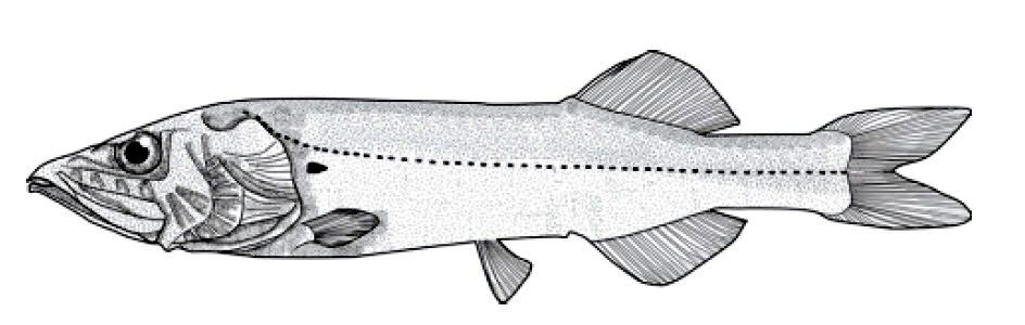 Maulisia-microlepis_001.jpg