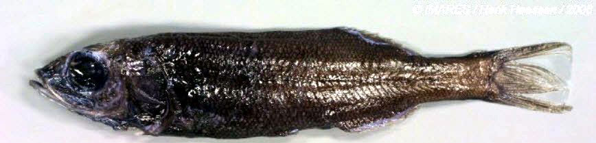Maulisia-microlepis_03.jpg