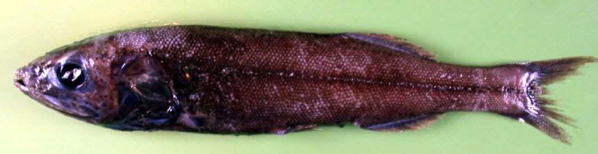 Maulisia-microlepis_04.jpg