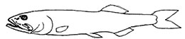Narcetes_claves.jpg