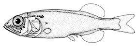 Normichthys-operosus_claves.jpg