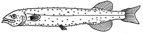 Photostylus_claves.jpg