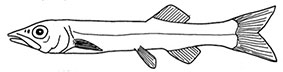 Rinoctes_claves.jpg