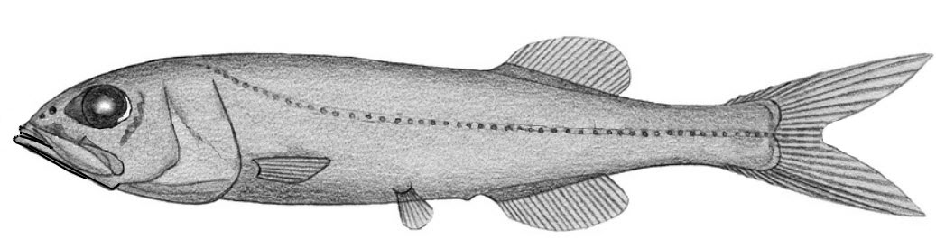 Rouleina-attrita_0001.jpg