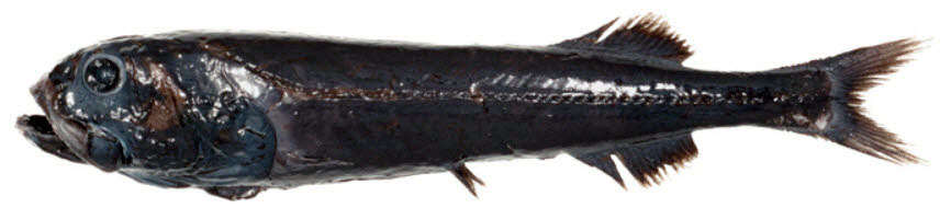 Rouleina-attrita_02.jpg