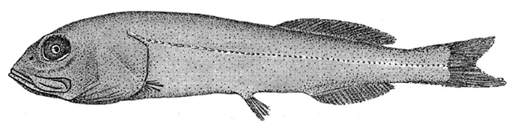 Rouleina-maderensis_001.jpg