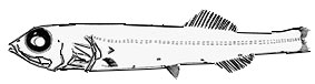 Sagamichthys-schnakenbecki-_claves.jpg