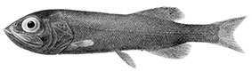 Searsia-koefoed_claves.jpg