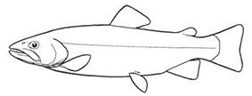 Familia-salmonidae.jpg