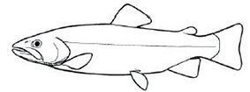 Salmo_clave_fin.jpg