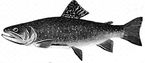 Salvelinus_claves.jpg