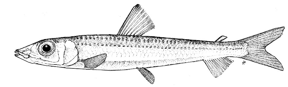 Argentina-sphyraena_01.jpg