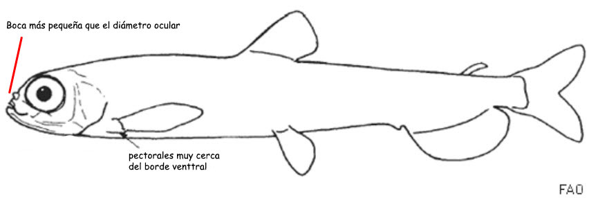 Familia-Bathylagidae_01.jpg