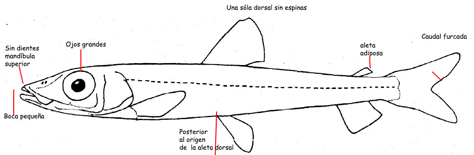 Familia_argentinidae_01.jpg