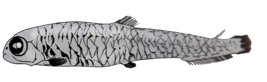 Melanolagus-bericoides_01.jpg