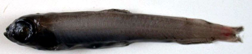 Melanolagus-bericoides_02.jpg