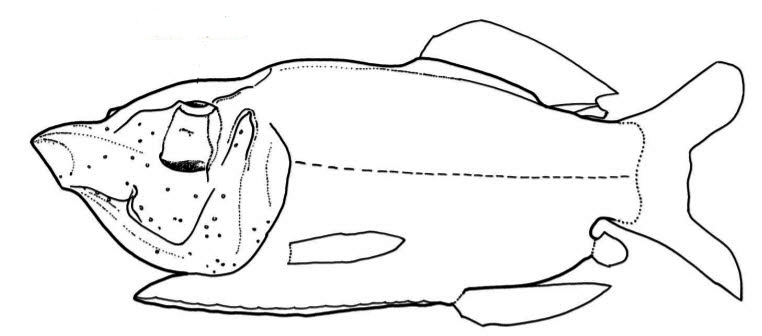 Opisthoproctidae_01.jpg