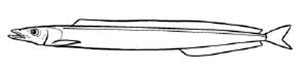 Ammodytidae_claves.jpg