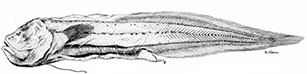 Barathronus_001.jpg