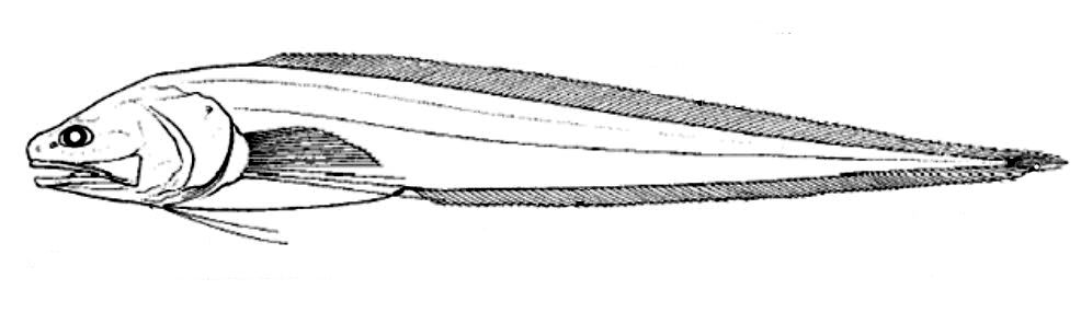 Brotulotaenia_0001.jpg