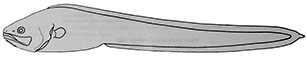 Brotulotaenia_Claves.jpg