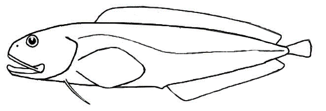 Bythitidae_01.jpg