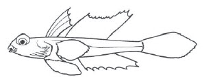 Callionymidae_claves.jpg