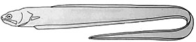 Carapus_01_claves.jpg
