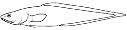 Cataetyx_01.jpg