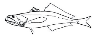 Chiasmodontidae_claves.jpg