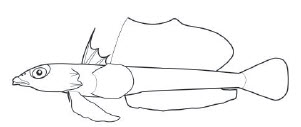 Draconettidae_claves.jpg