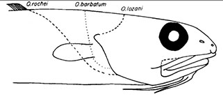 Ophidion_escamas.jpg