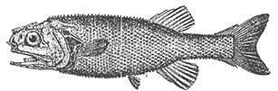 Stephanoberycidae_claves.jpg