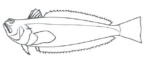 Trachinidae_claves.jpg