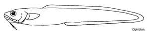 ophidion_claves