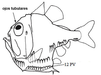 Argyropelecus_claves.jpg